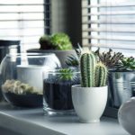 indoor-plants