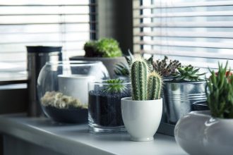indoor-plants