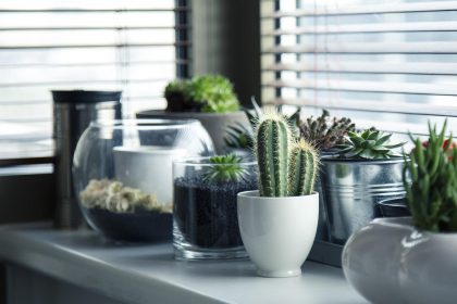indoor-plants