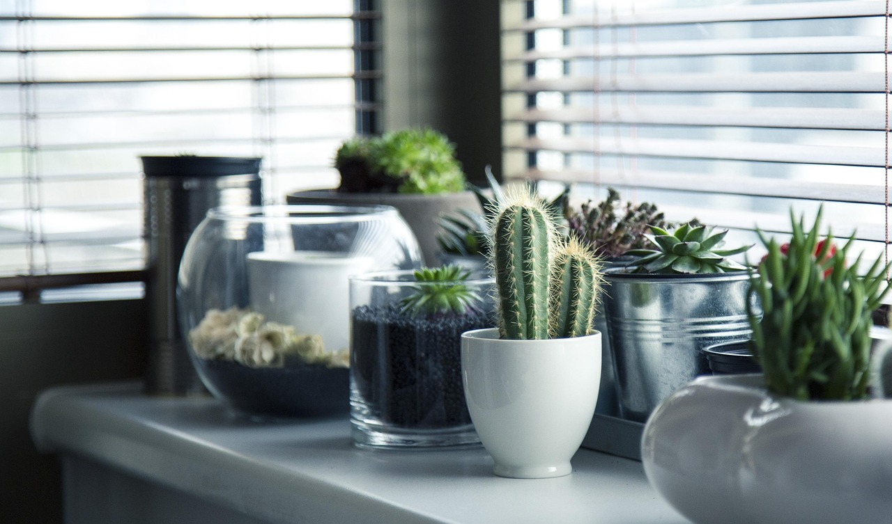 indoor-plants